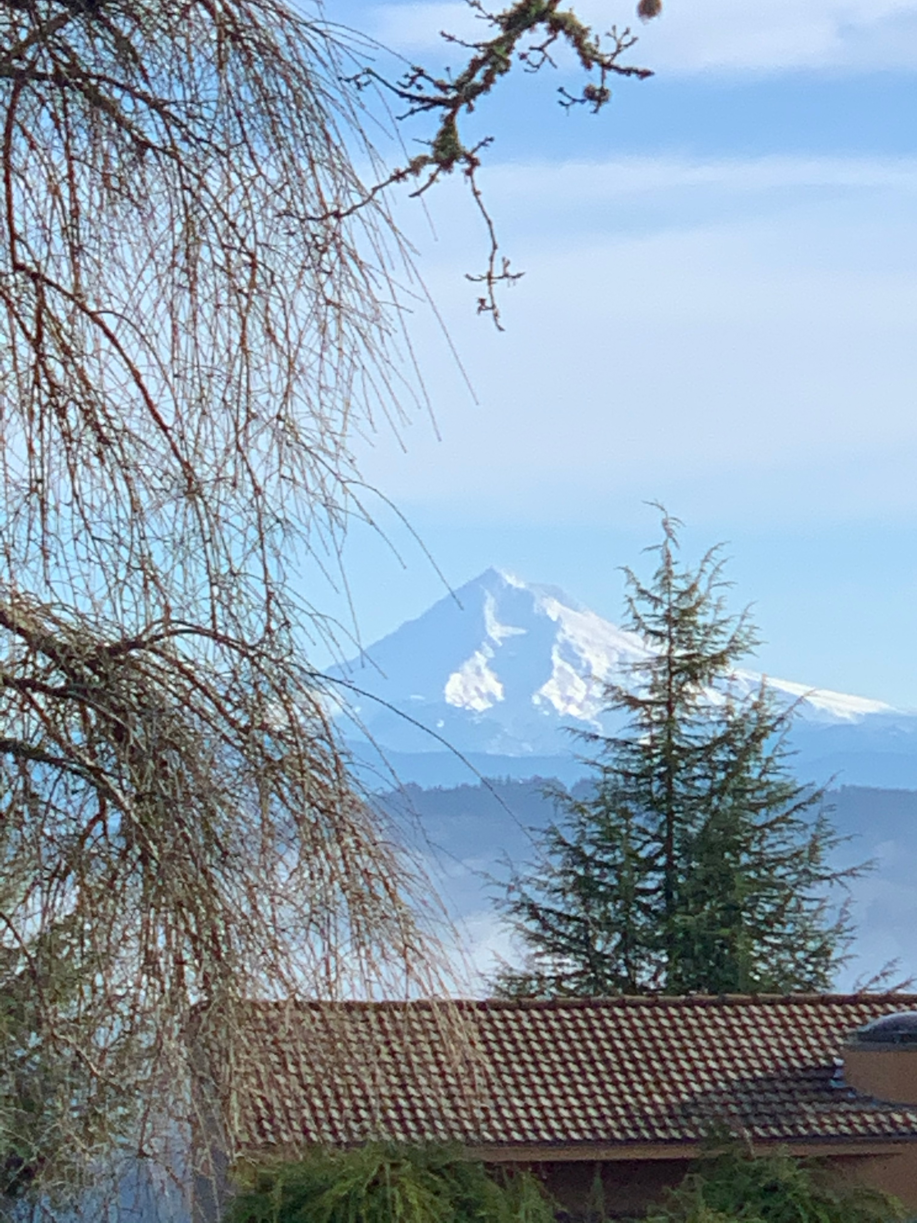 image of a moutain that matches edge tree textures