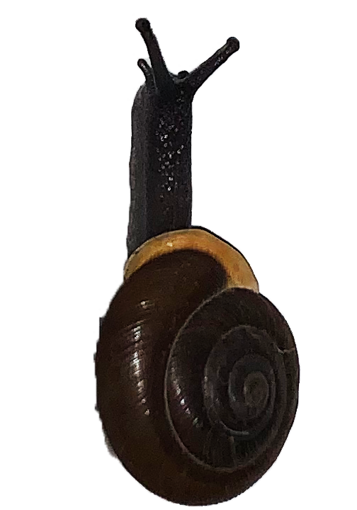 snail